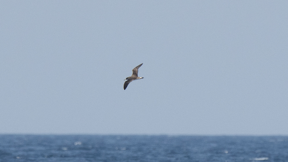 Cory's Shearwater